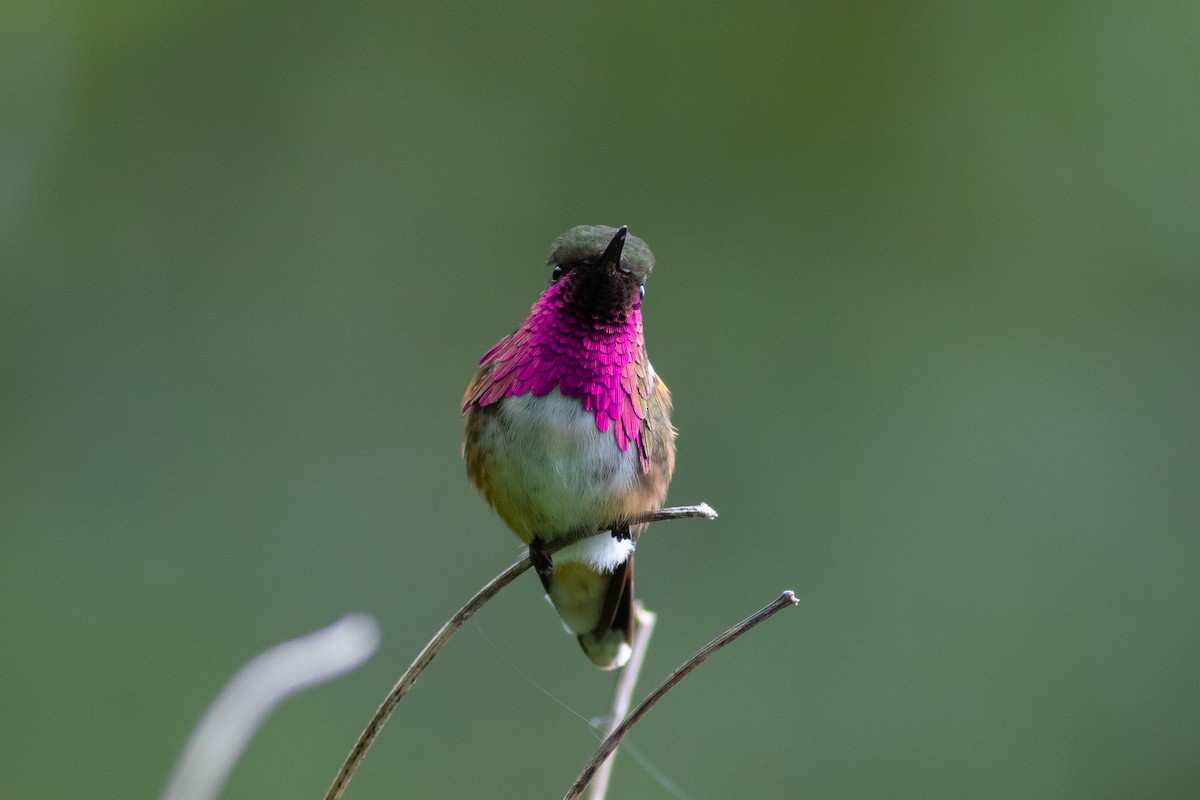 Wine-throated Hummingbird - ML177163261