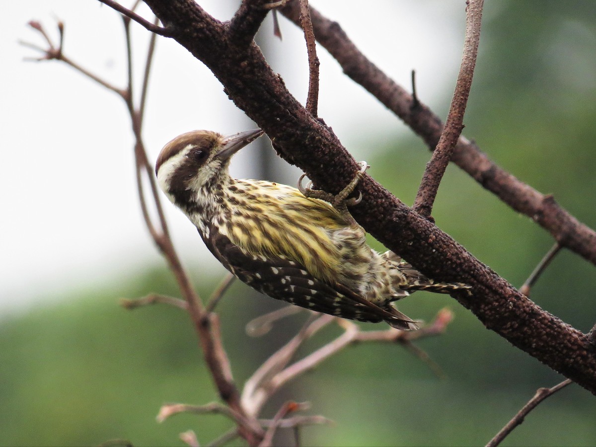 Philippine Pygmy Woodpecker - ML177163351