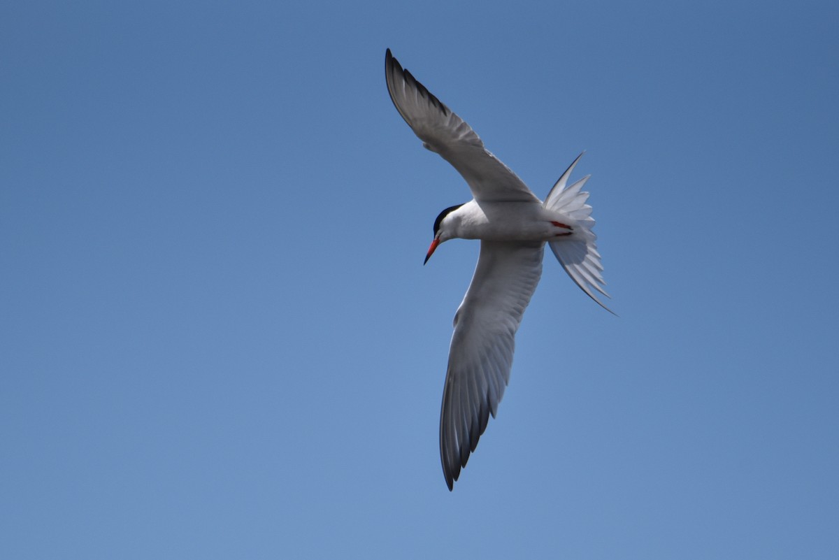 Common Tern - ML177166061