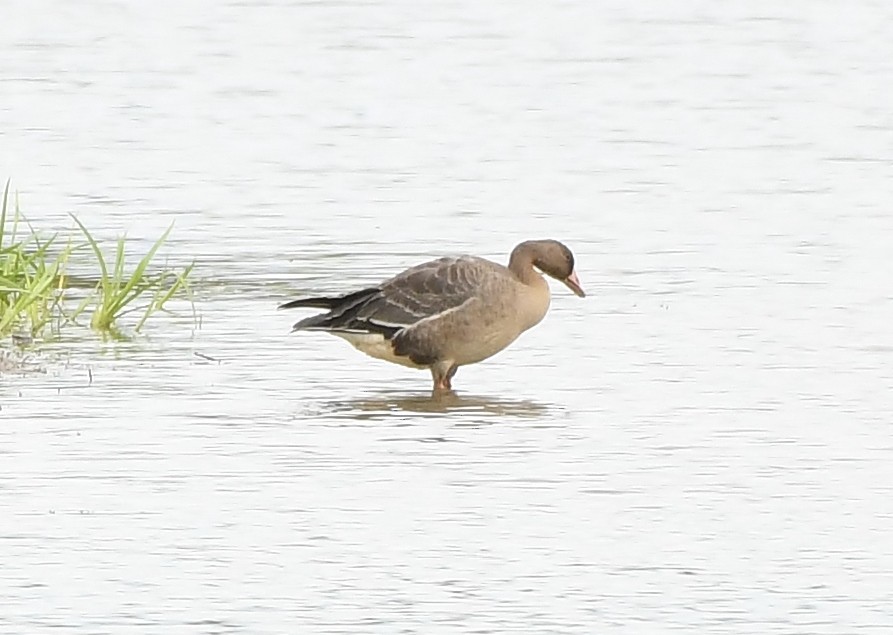 Greater White-fronted Goose - ML177166781