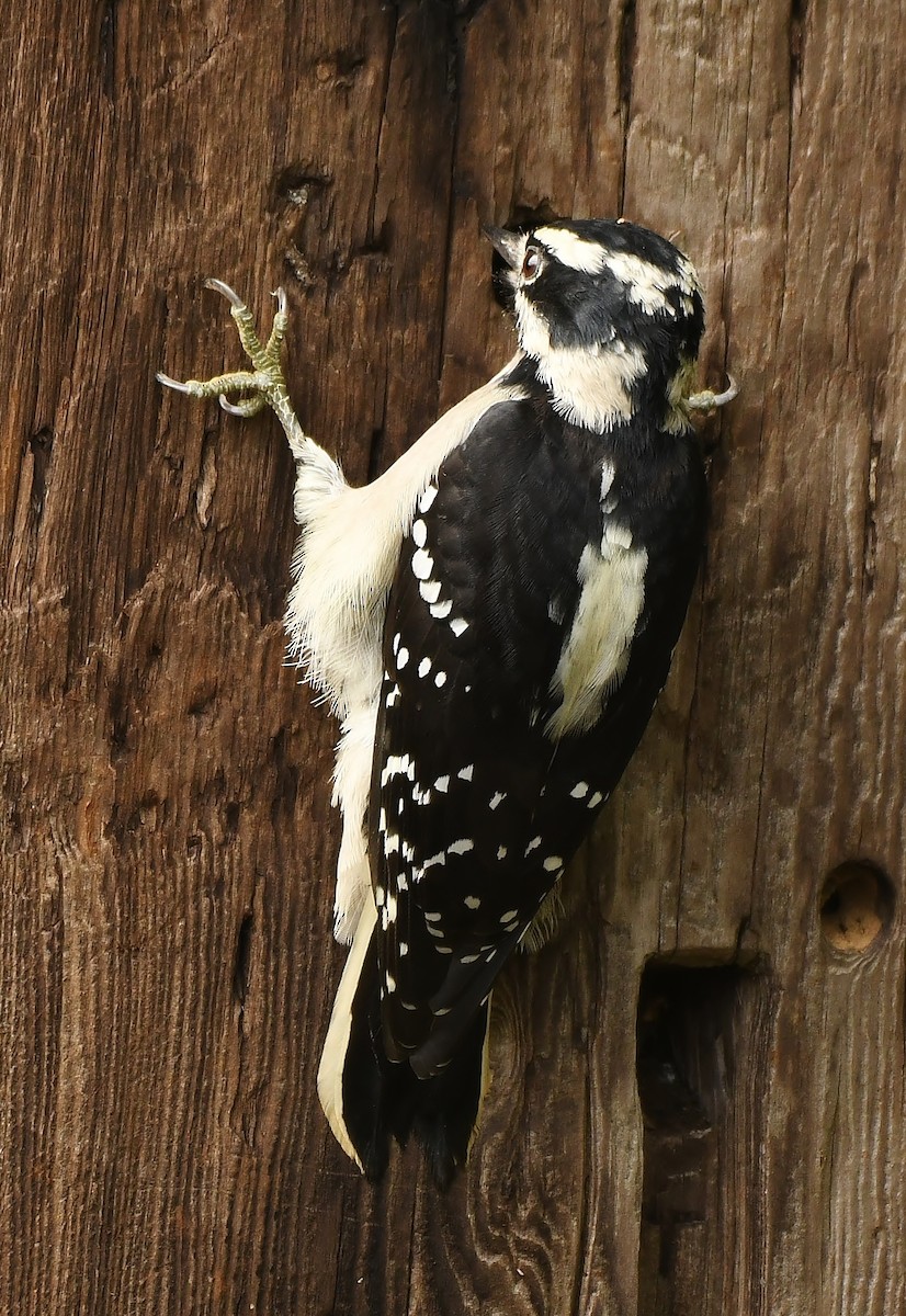 Downy Woodpecker - ML177166921