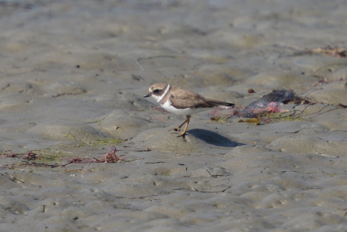 Semipalmated Plover - ML177167861