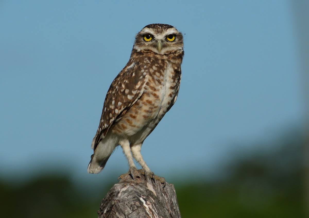 Burrowing Owl - Ignasi Torre
