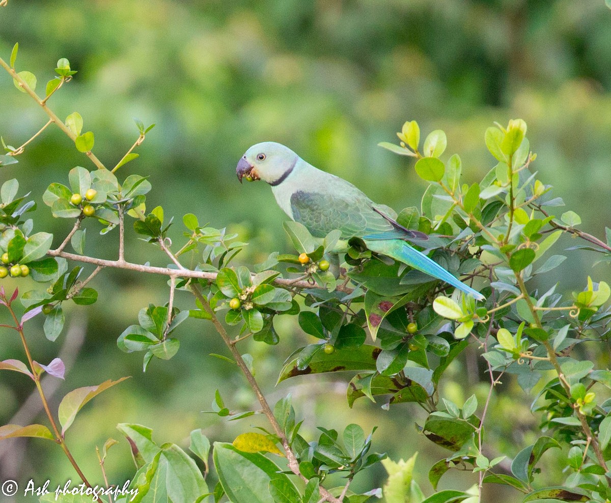 Malabar Parakeet - Ashwini Bhatt