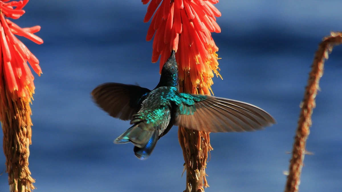kolibřík modrolící - ML177173141