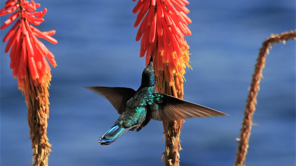 kolibřík modrolící - ML177173151