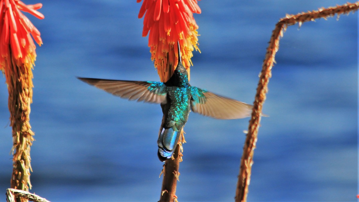 kolibřík modrolící - ML177173171