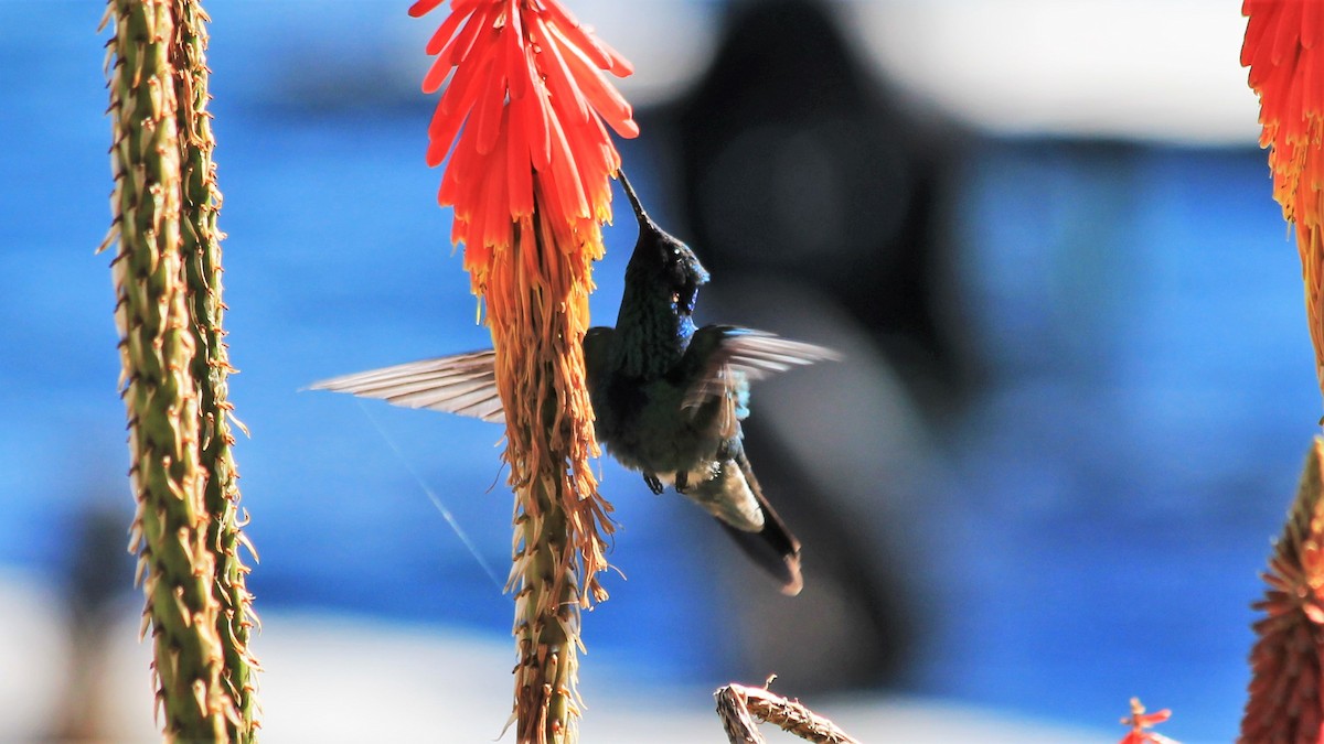 kolibřík modrolící - ML177173191