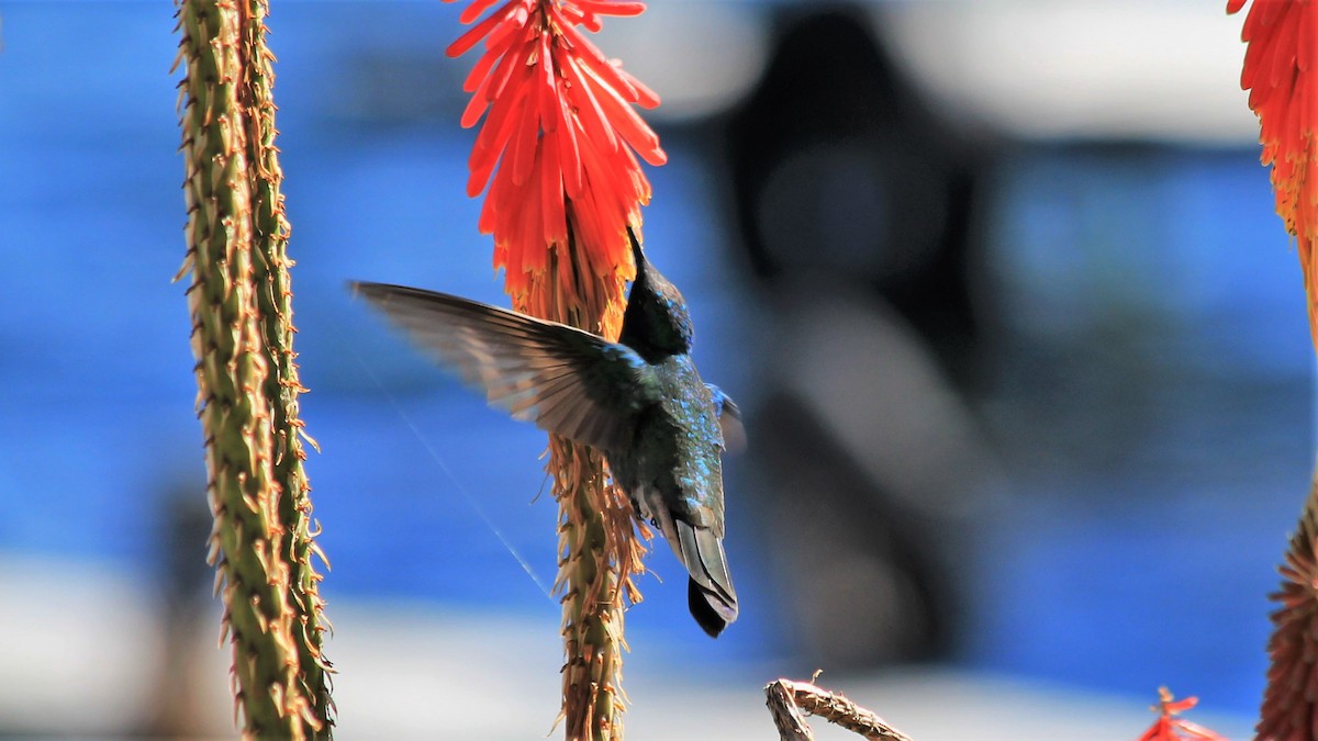 kolibřík modrolící - ML177173201