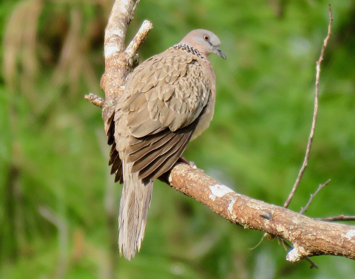 Spotted Dove - ML177176421