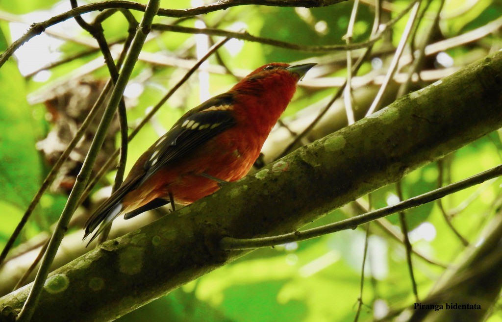 Flame-colored Tanager - Tomohide Cho
