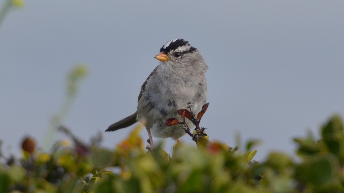 White-crowned Sparrow - ML177178901