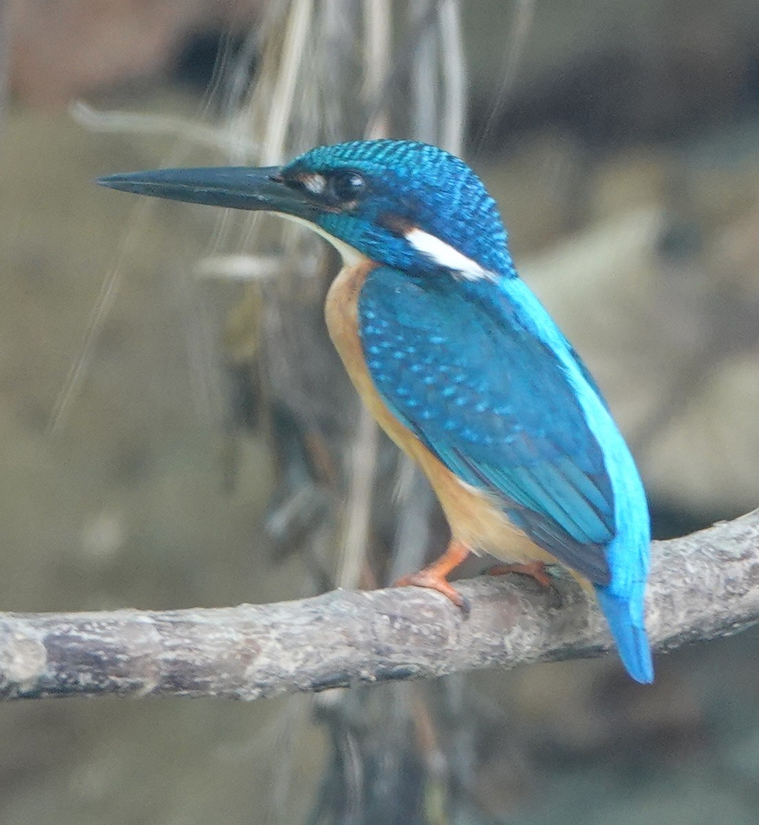 Common Kingfisher (Cobalt-eared) - Sue Hacking