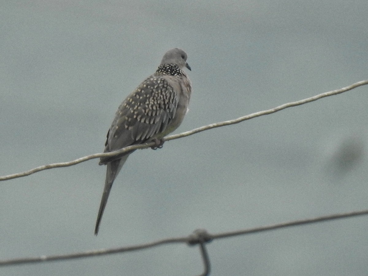 Spotted Dove - Sukhwant S Raj