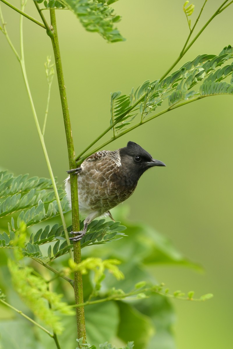 Red-vented Bulbul - ML177184611