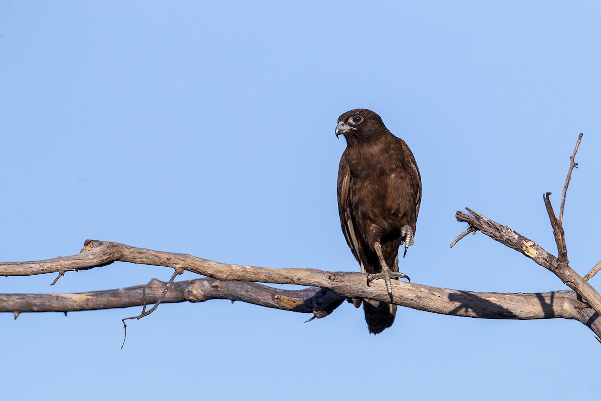 Brown Falcon - Laurie Ross | Tracks Birding & Photography Tours