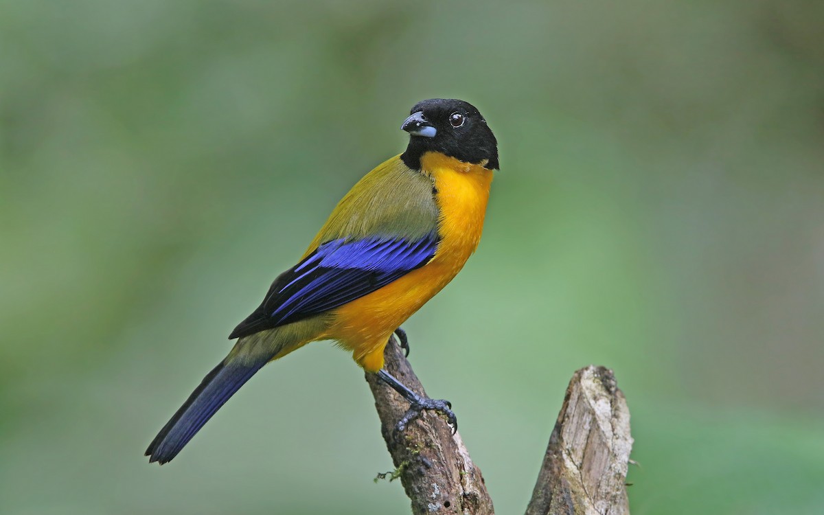 Black-chinned Mountain Tanager - ML177187171