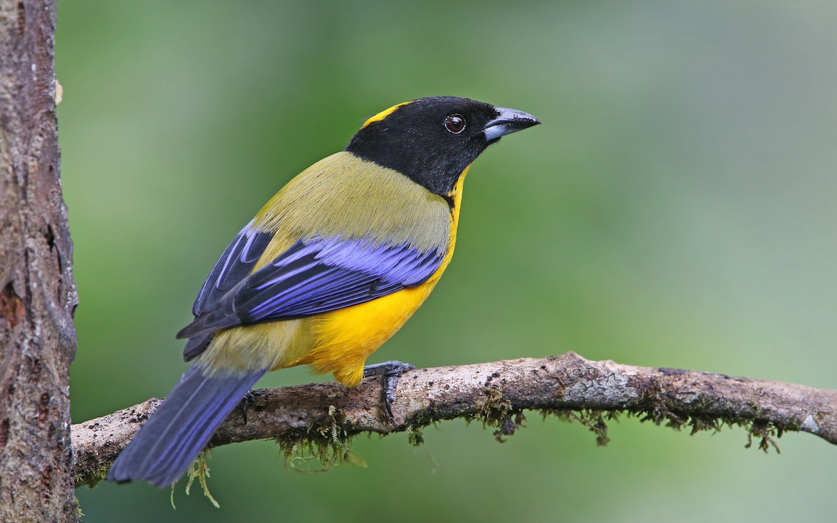 Black-chinned Mountain Tanager - Christoph Moning