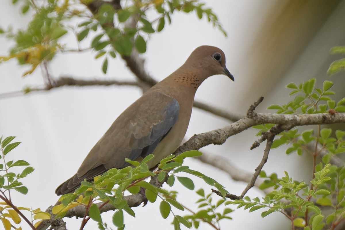 Laughing Dove - ML177187661