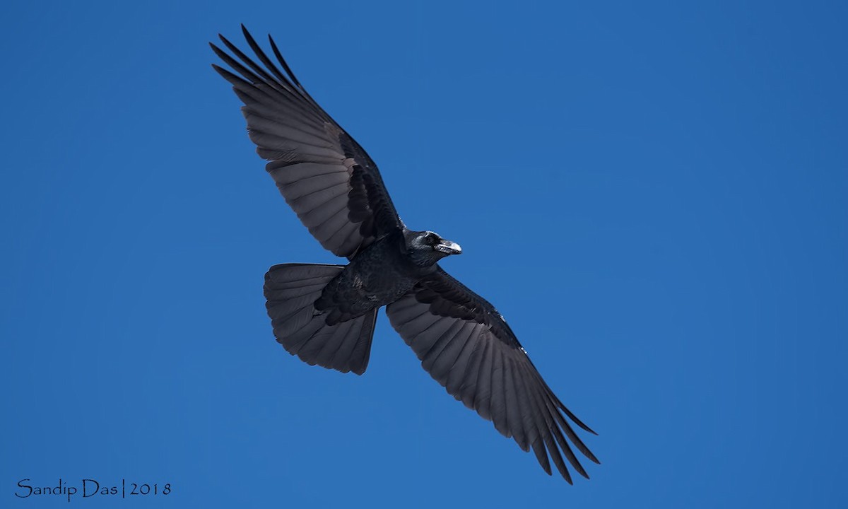 Large-billed Crow - ML177188561