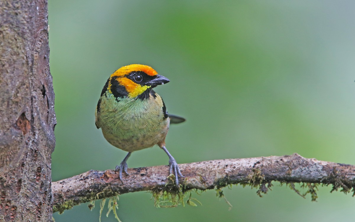Flame-faced Tanager - ML177190491