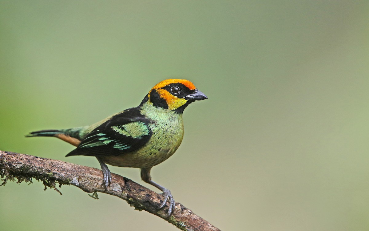 Flame-faced Tanager - Christoph Moning