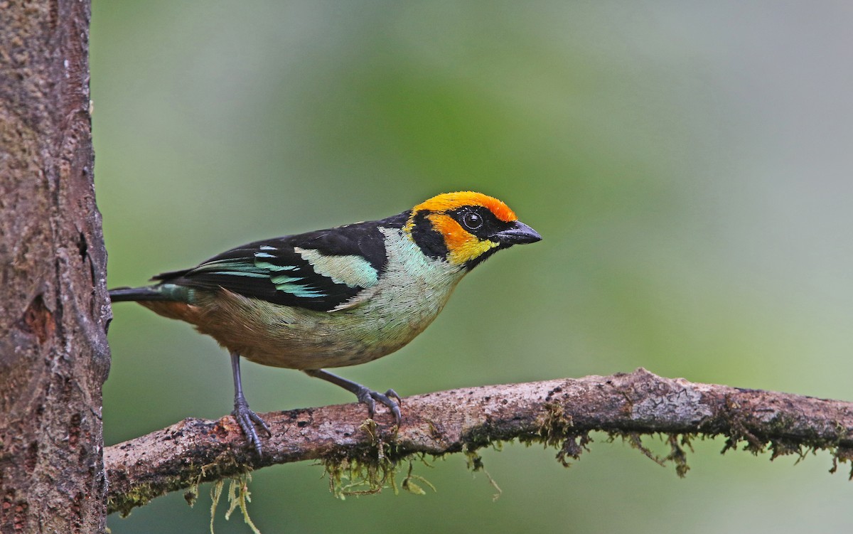 Flame-faced Tanager - ML177190561