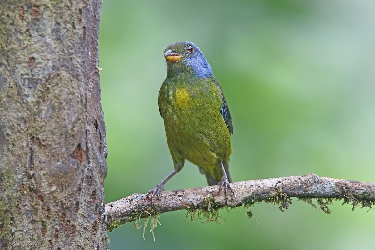 Moss-backed Tanager - ML177191611