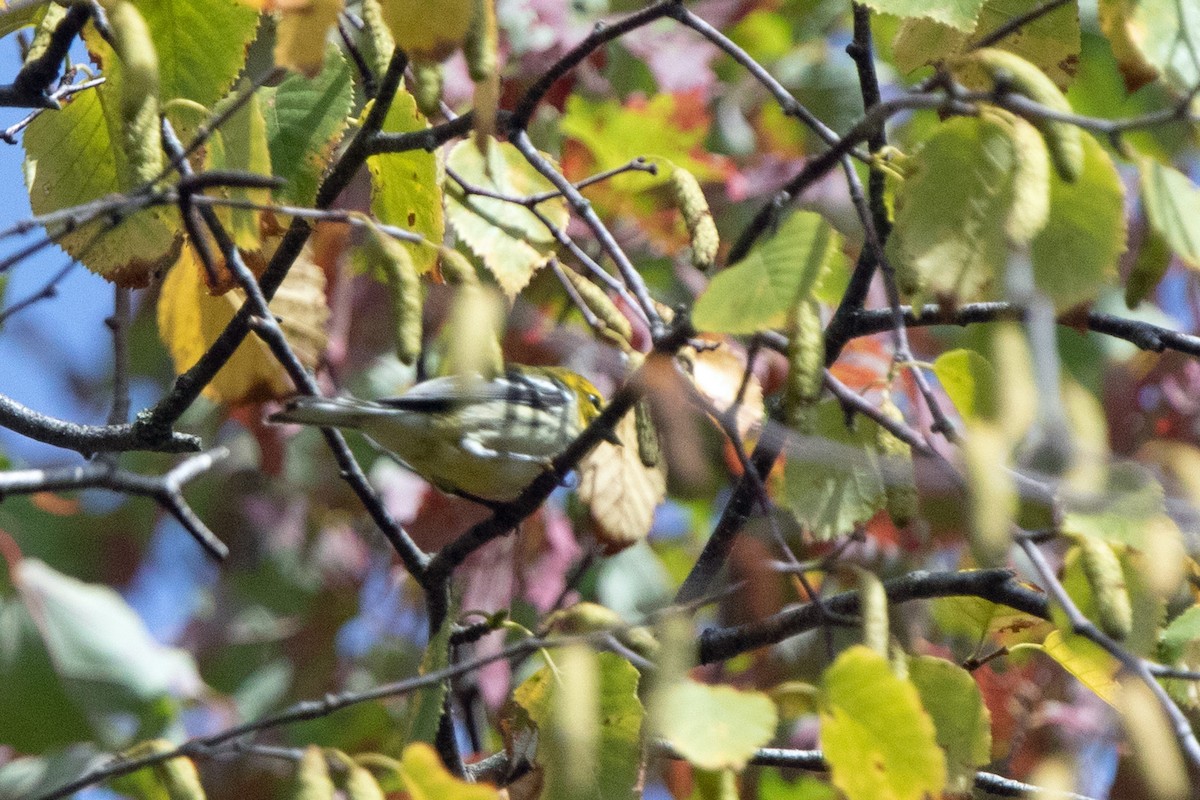 Black-throated Green Warbler - Marvin Elliott