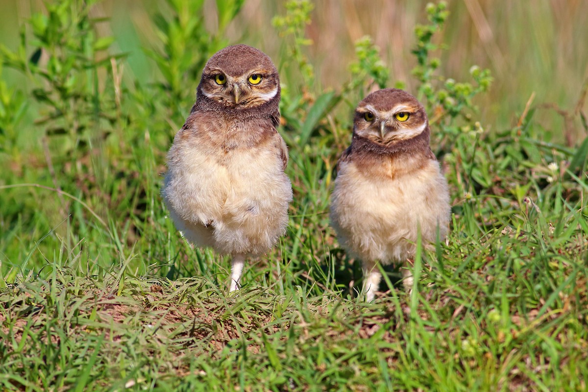 Burrowing Owl - ML177193711