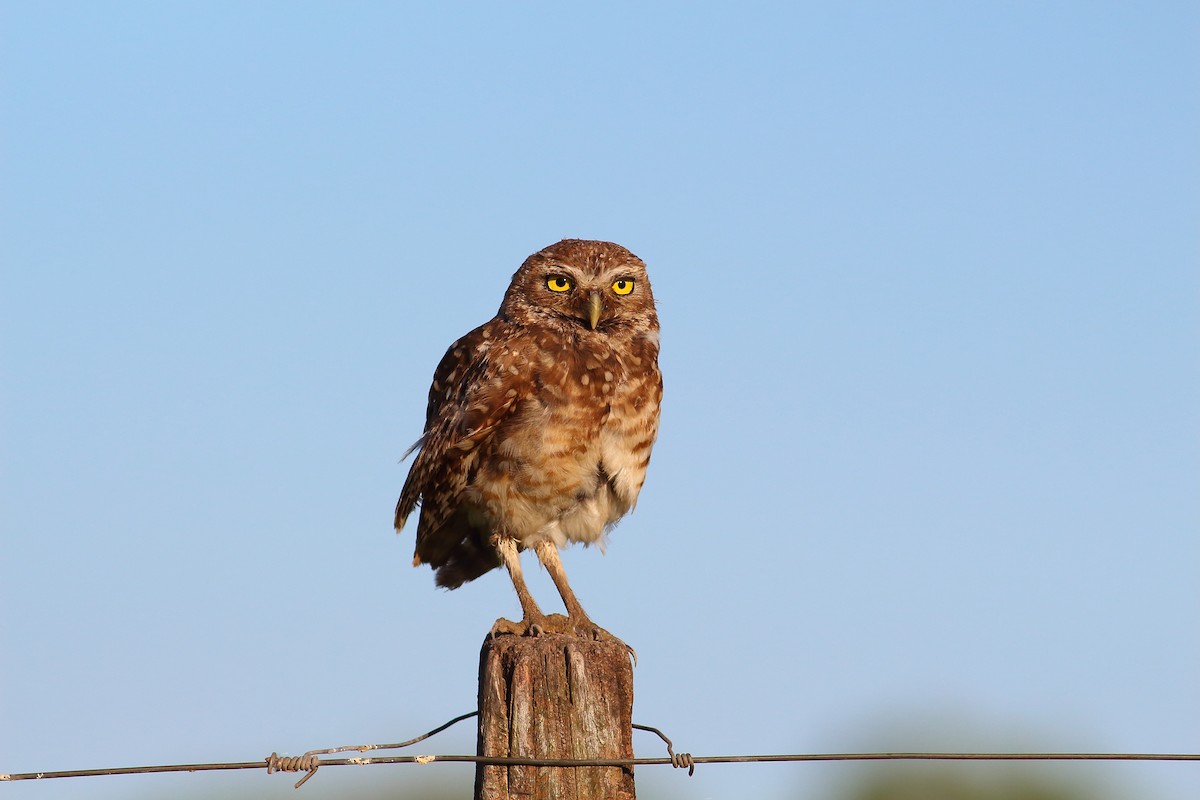 Burrowing Owl - ML177193811