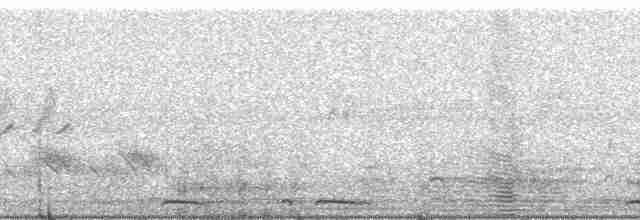 Black-crested Antshrike (Streak-fronted) - ML177194