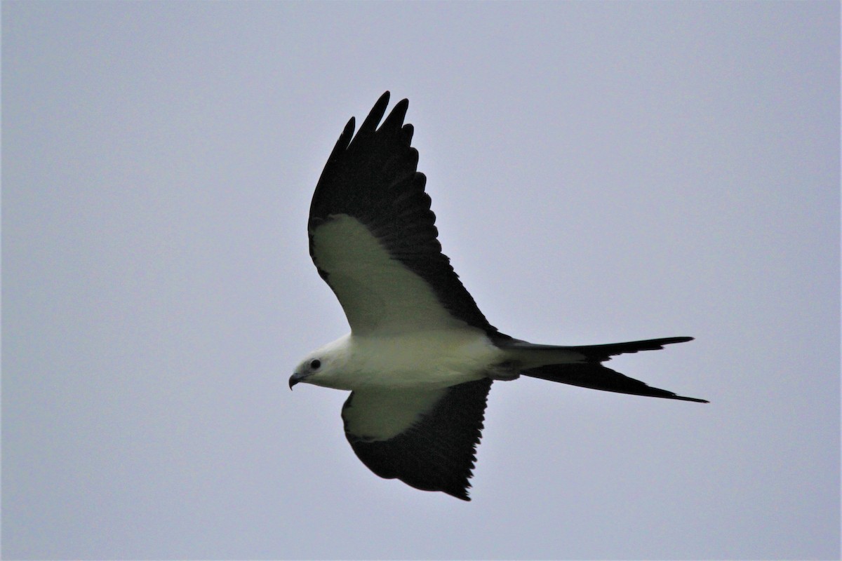 Swallow-tailed Kite - ML177194011