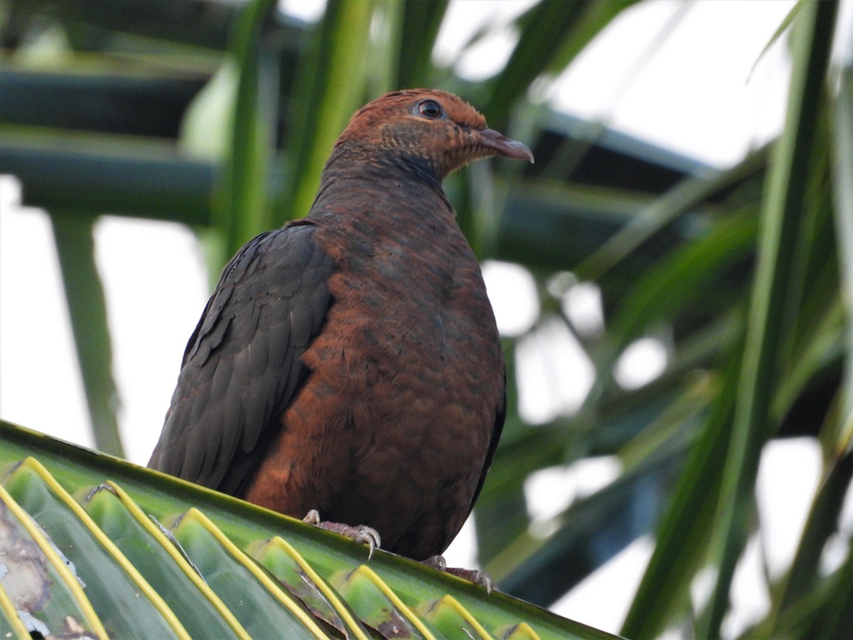 Philippine Cuckoo-Dove - ML177194181