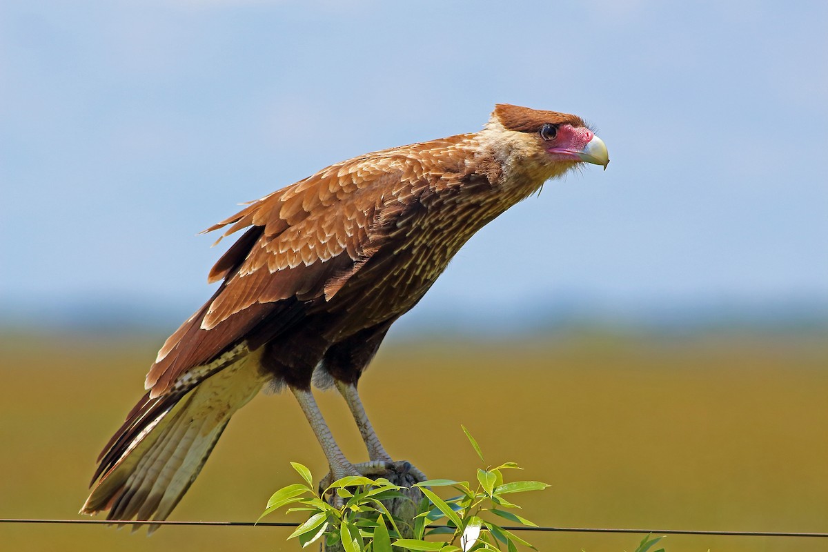 Crested Caracara (Southern) - ML177194451