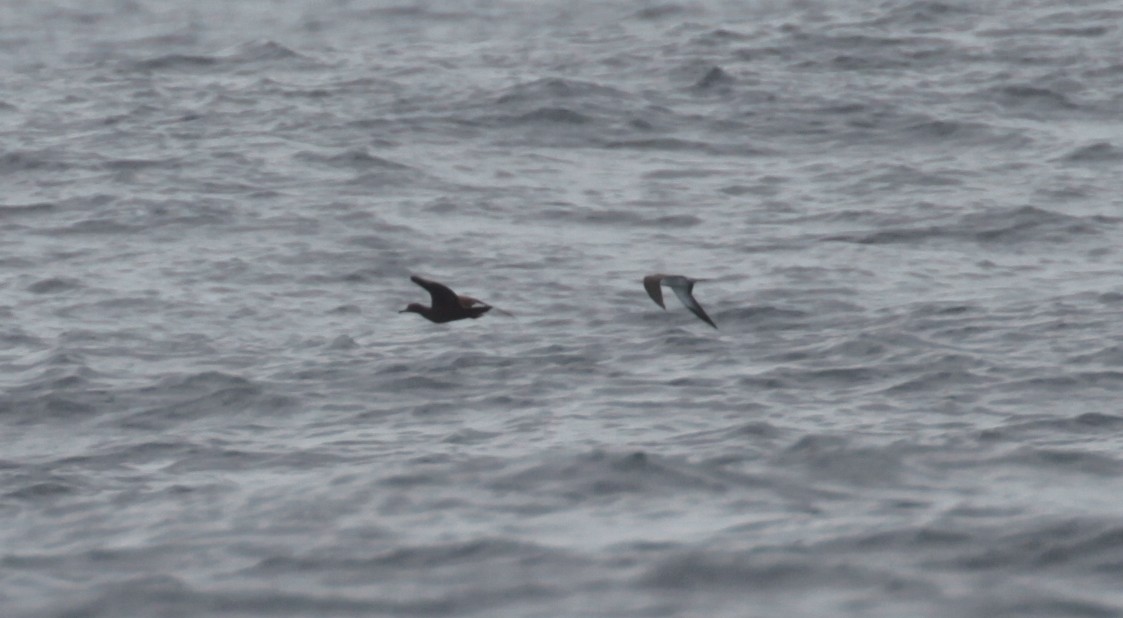 Wedge-tailed Shearwater - Subhojit Chakladar