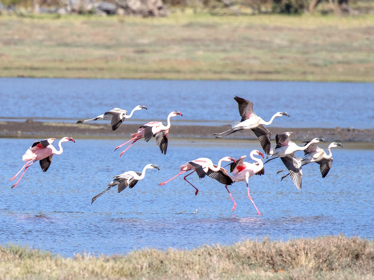 Lesser Flamingo - Bruce Ward-Smith