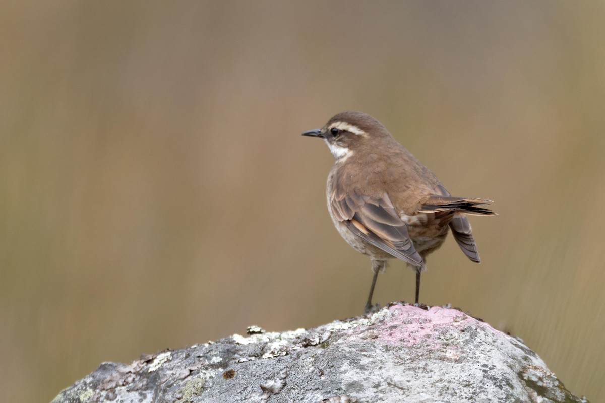 Chestnut-winged Cinclodes - ML177198501