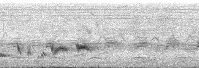 Moqueur des savanes (groupe gilvus) - ML177199