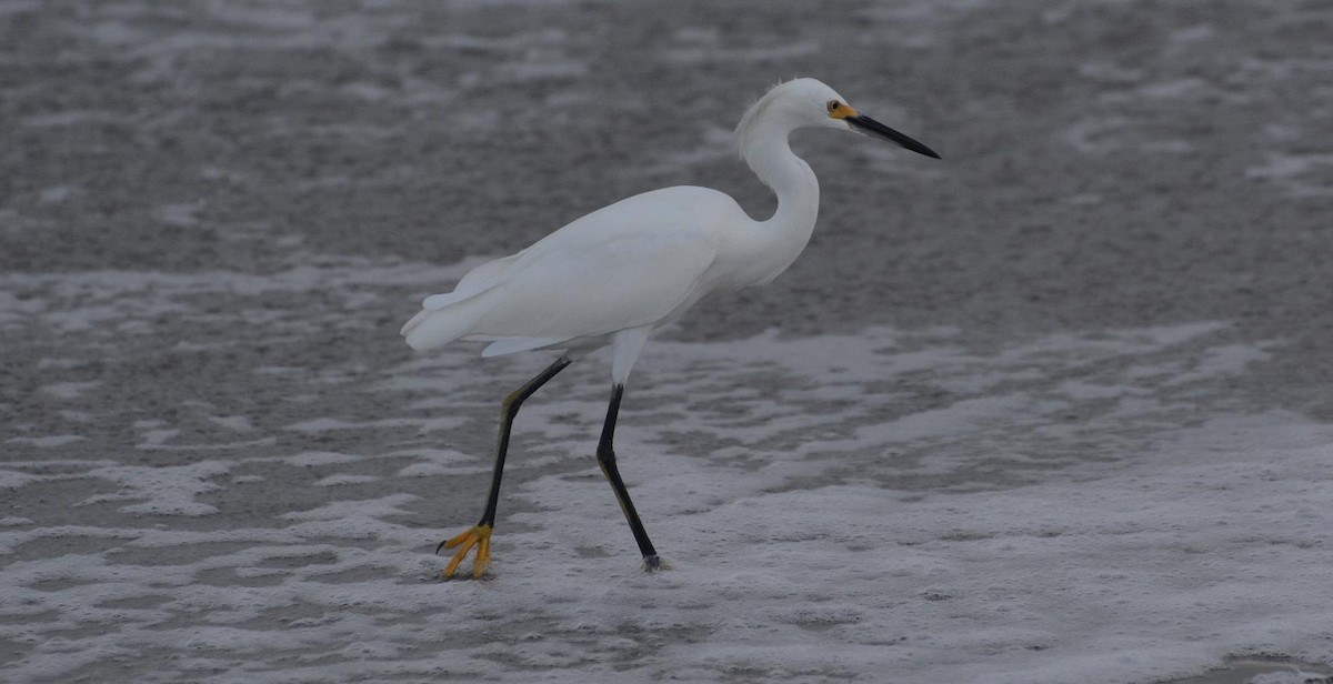 Snowy Egret - James Armstrong