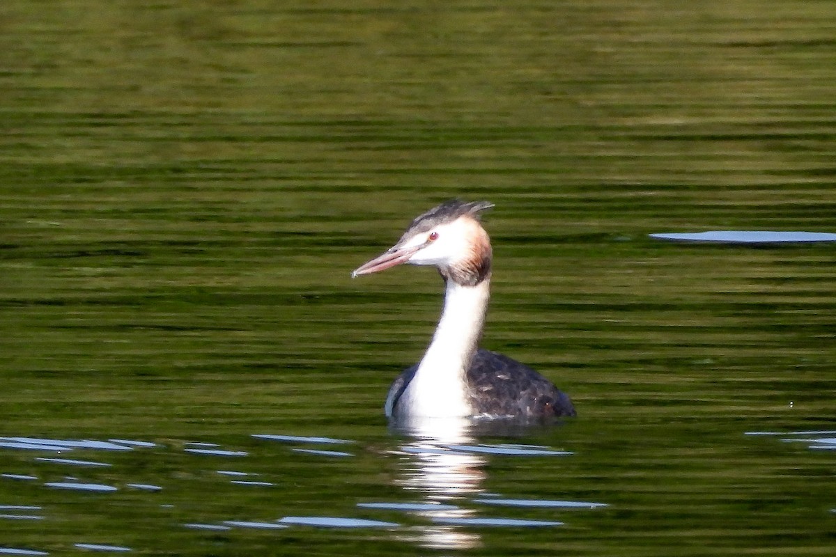 Great Crested Grebe - Pat Hare