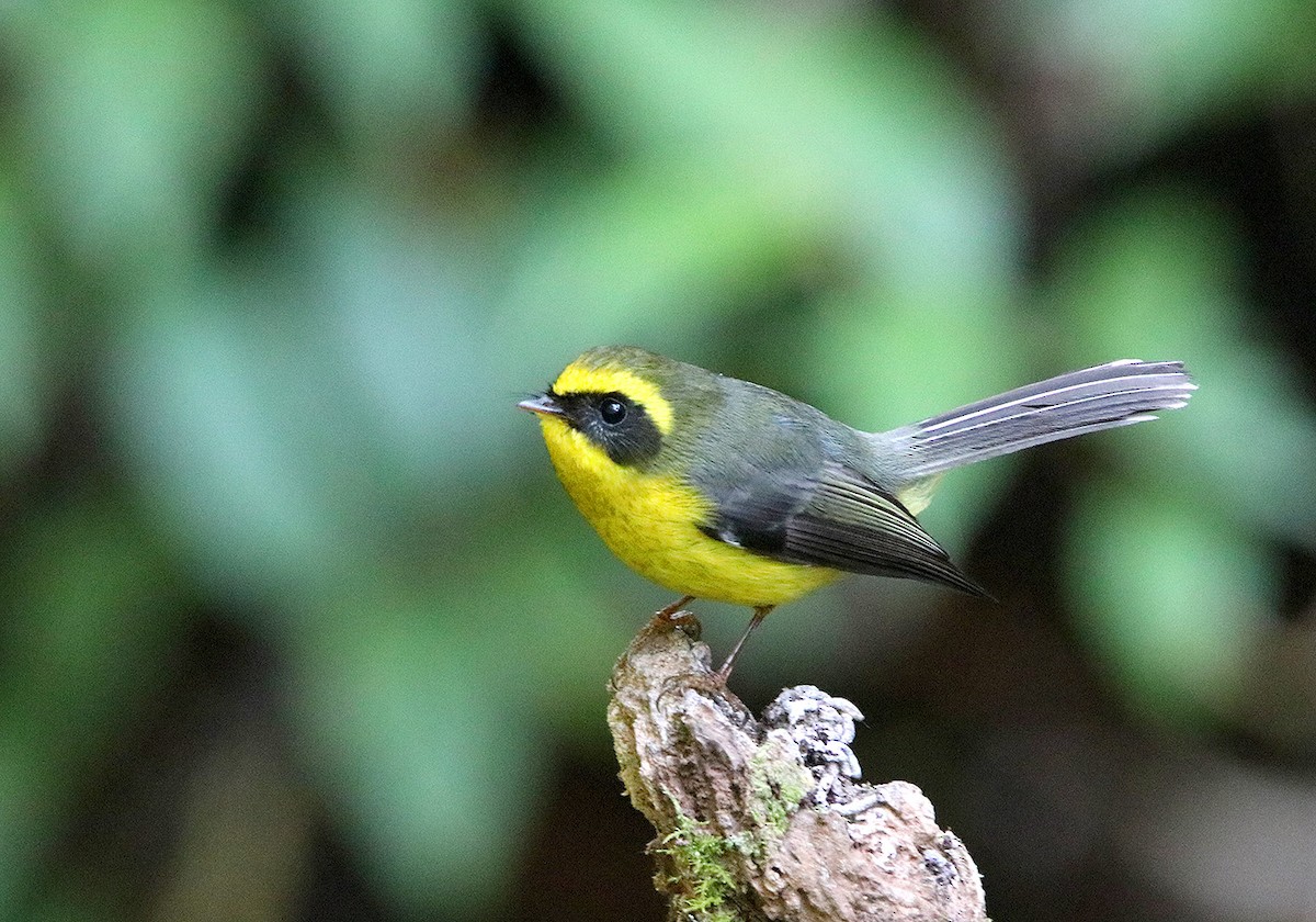 Yellow-bellied Fairy-Fantail - ML177200181