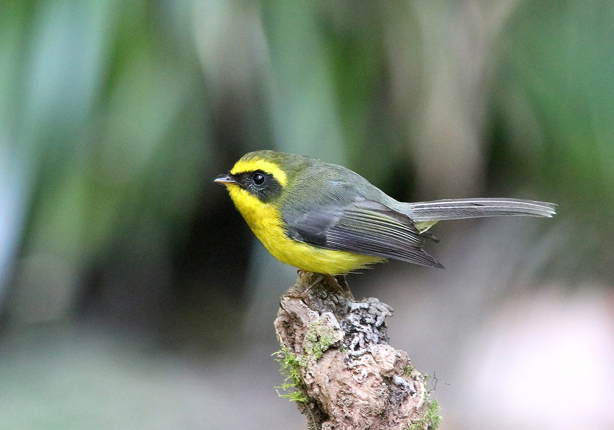 Yellow-bellied Fairy-Fantail - ML177200191