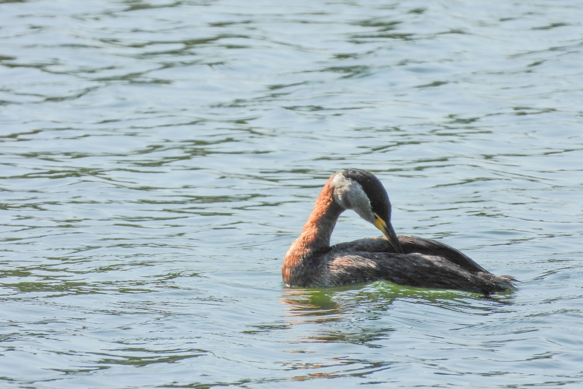 Red-necked Grebe - Pat Hare