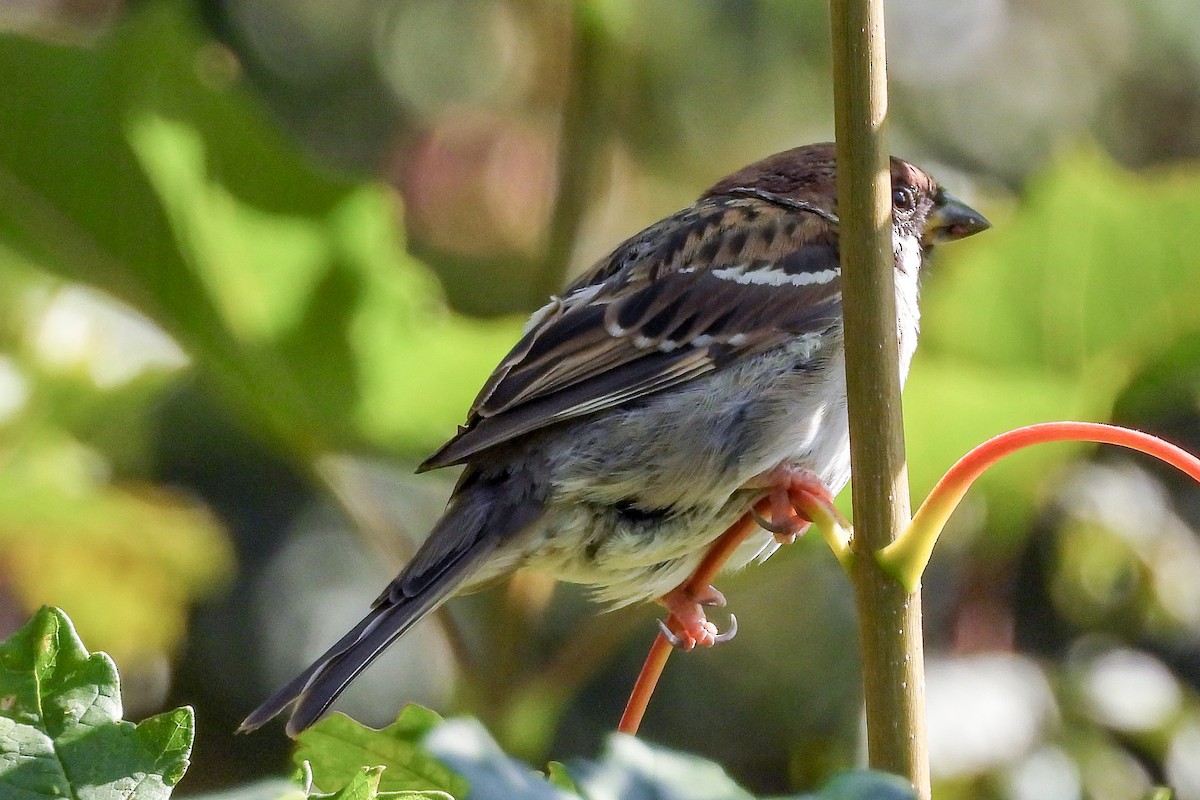 Eurasian Tree Sparrow - Pat Hare