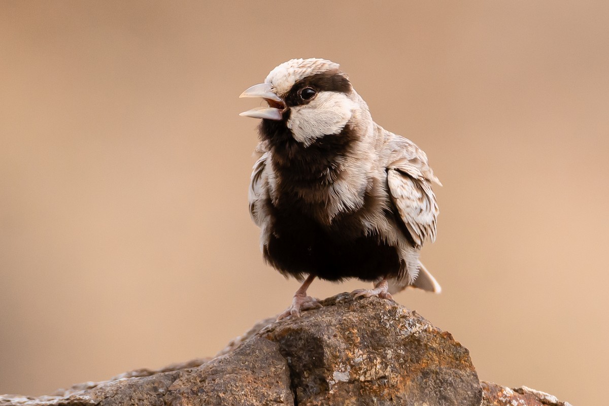 Ashy-crowned Sparrow-Lark - ML177204001