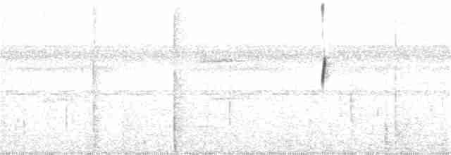 Weißbart-Schattenkolibri - ML177207271