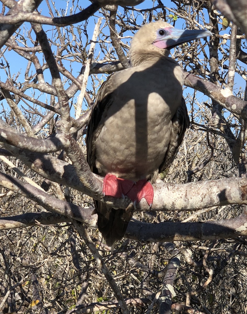 Red-footed Booby - ML177209811