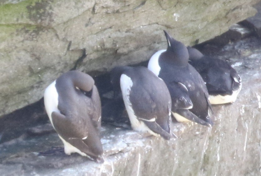 Thick-billed Murre - ML177210331