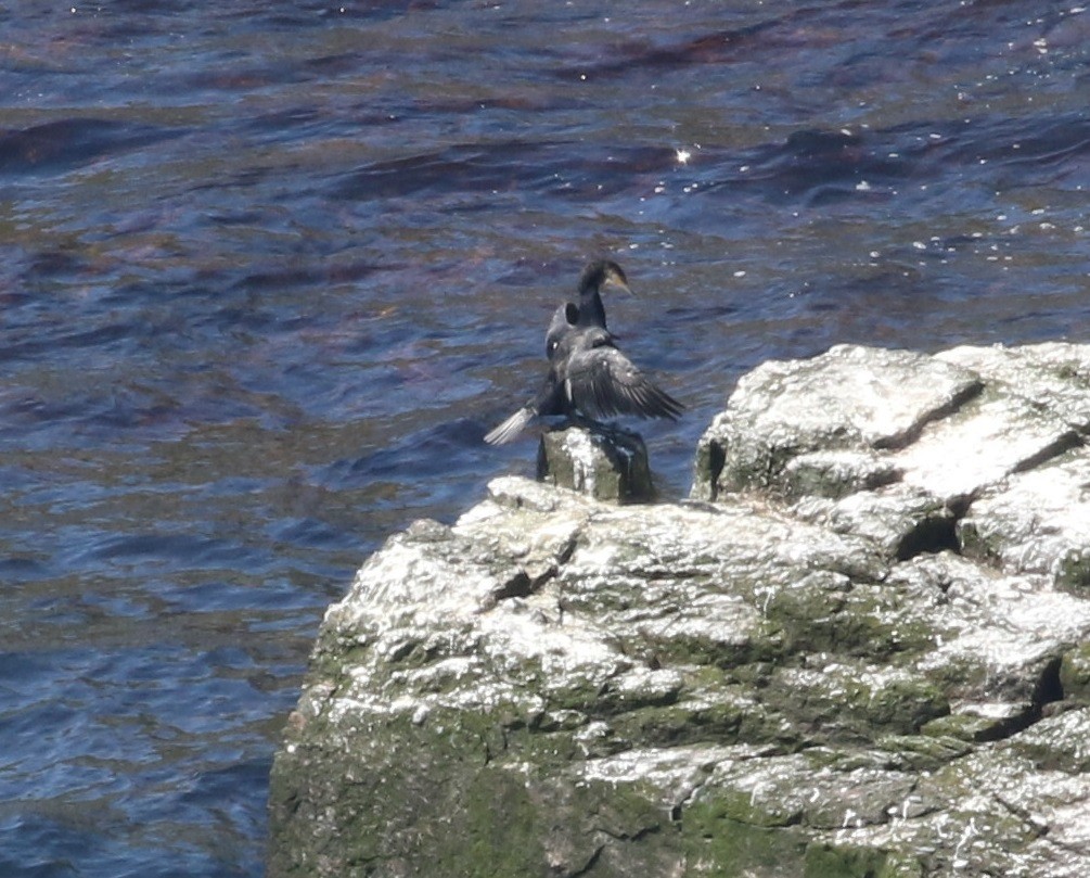 Great Cormorant - Don Coons